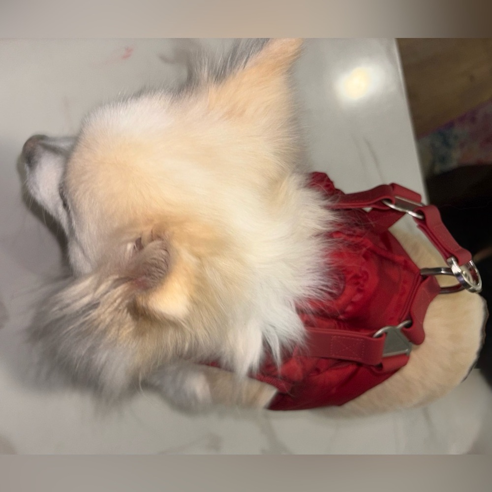 Ferribiella Harness Nuvola Gilet Breastplate Jacket for small Dog - Picture 12 of 16